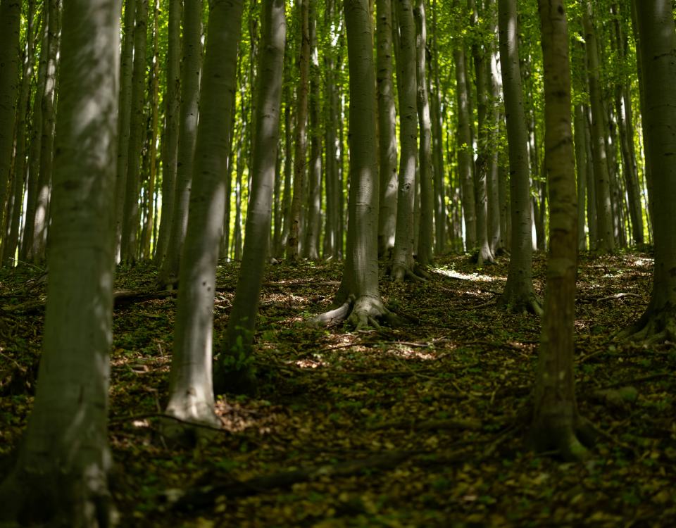 Beech trees in full summer leaf