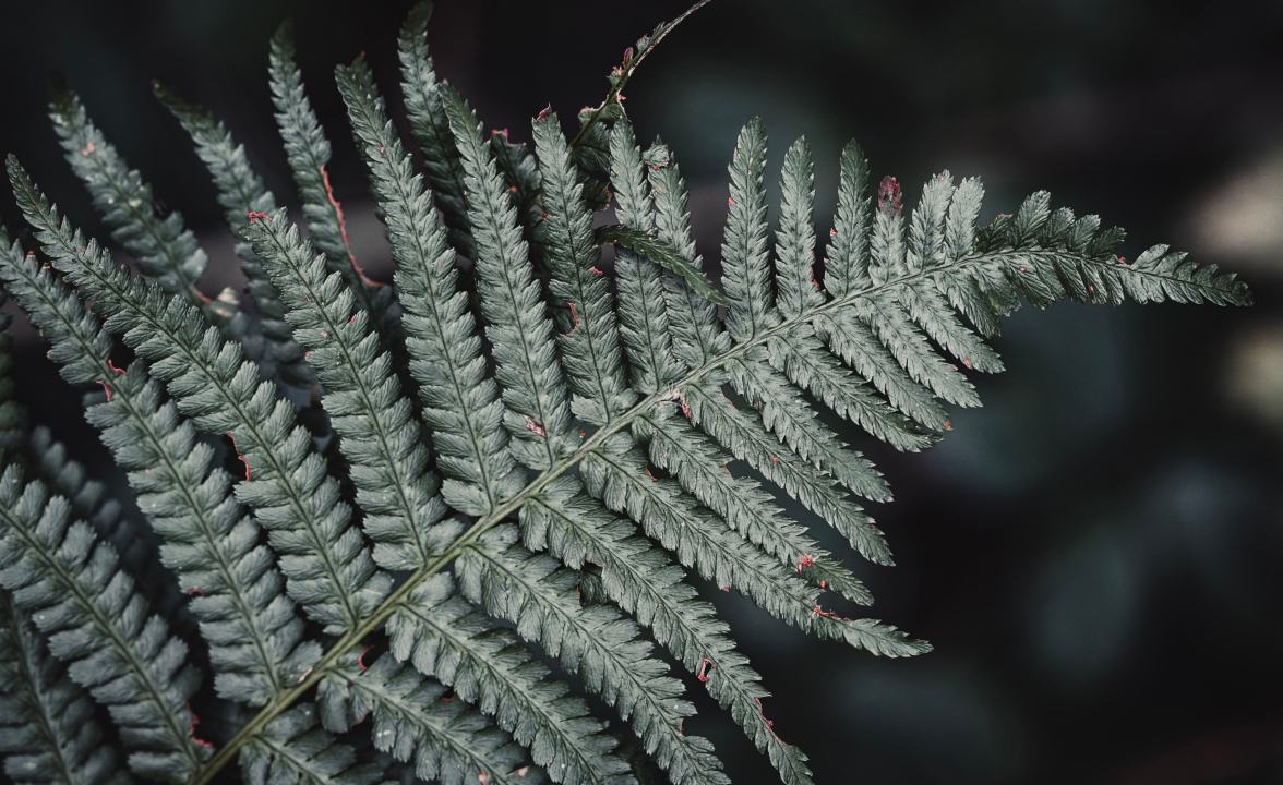 A young fern frond in close-up