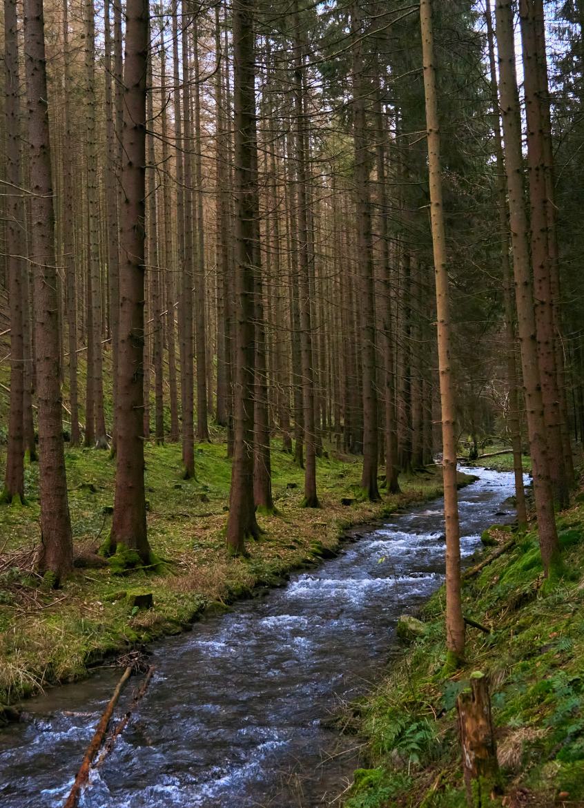 Forest stream, Germany