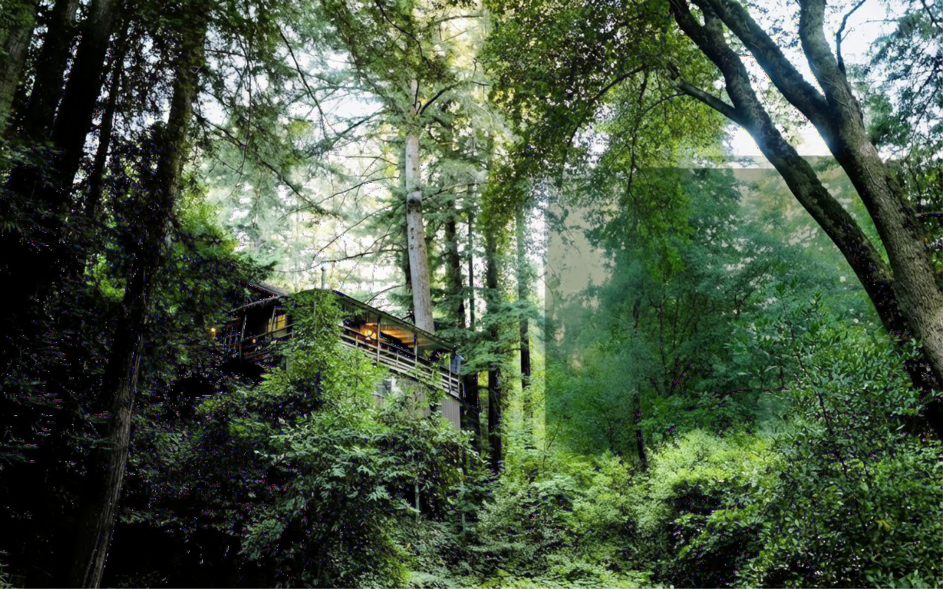 A timber treehouse among tall forest trees
