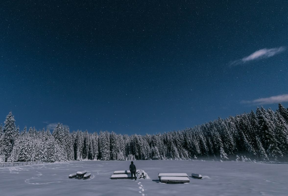Snow-covered conifer forest in winter
