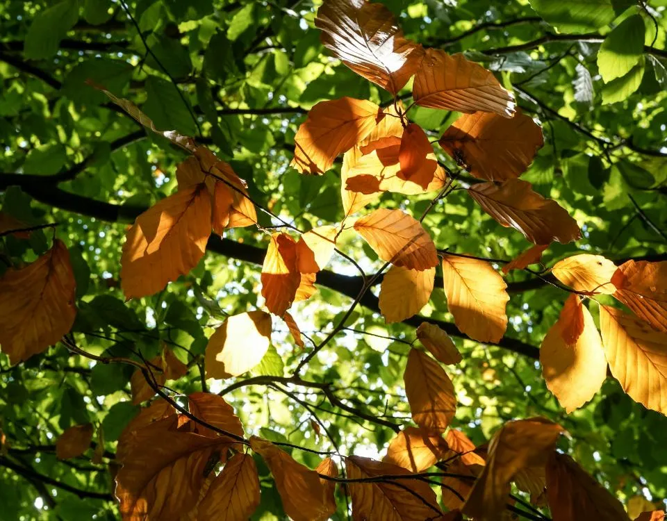 Beech leaves, Geesthacht, Germany