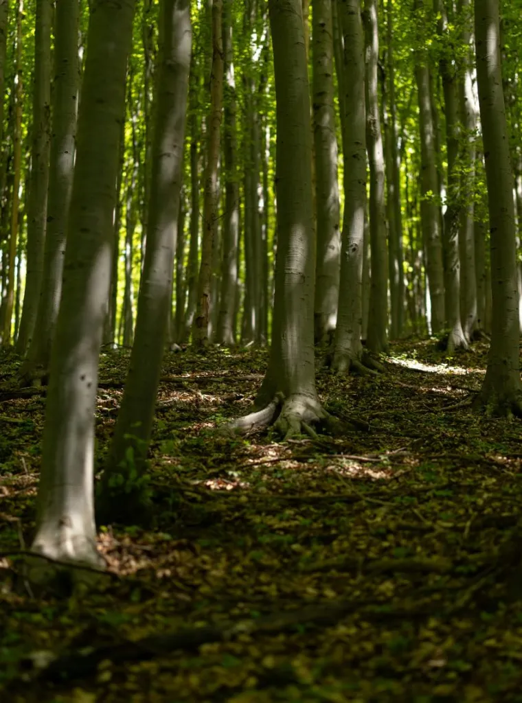 Beech trees in summer light