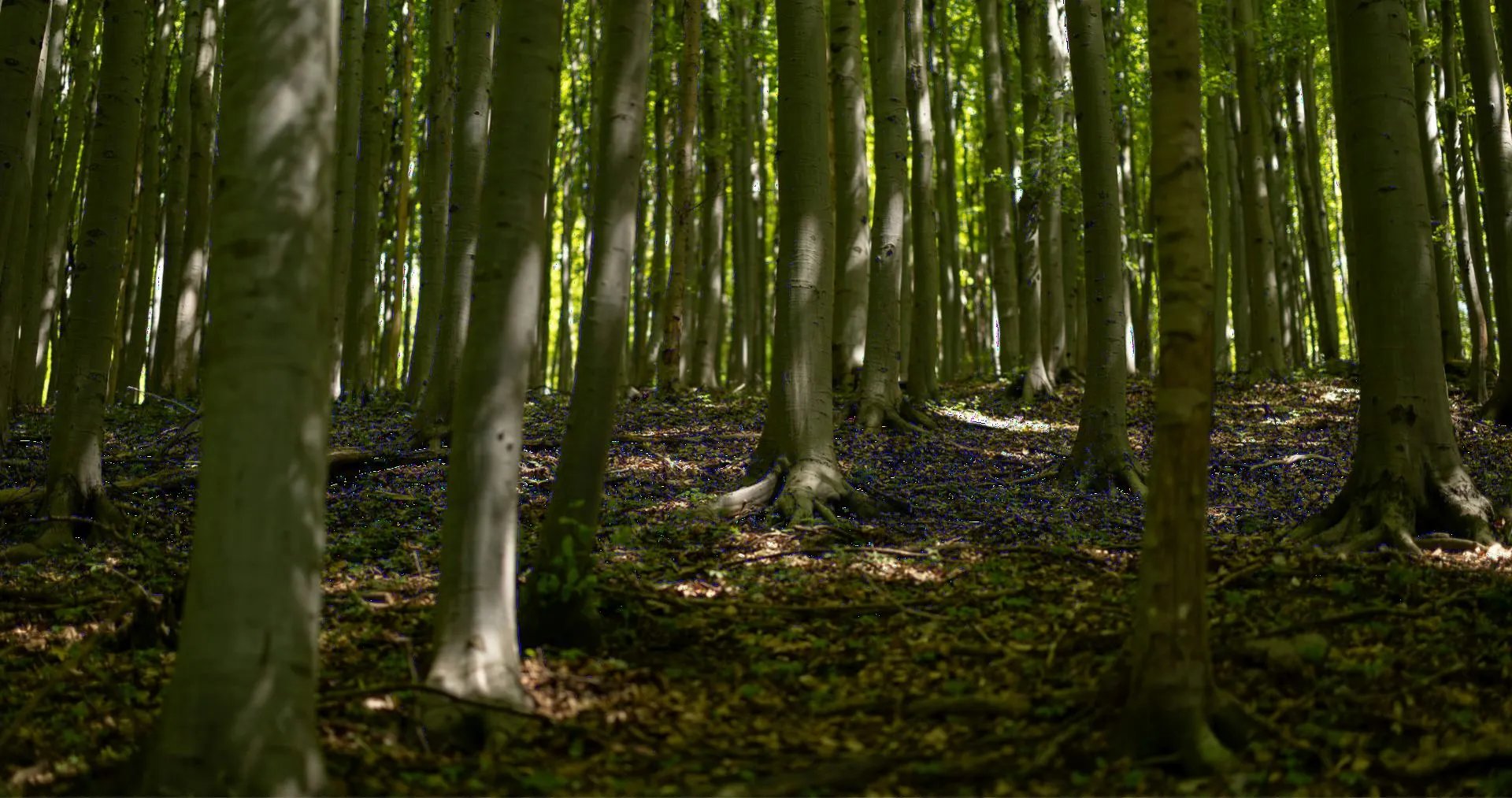Tall beech trees in summer