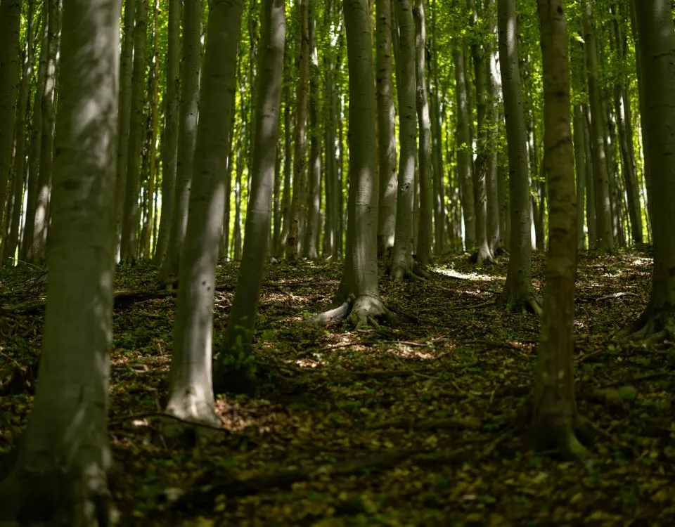 Beech trees in summer
