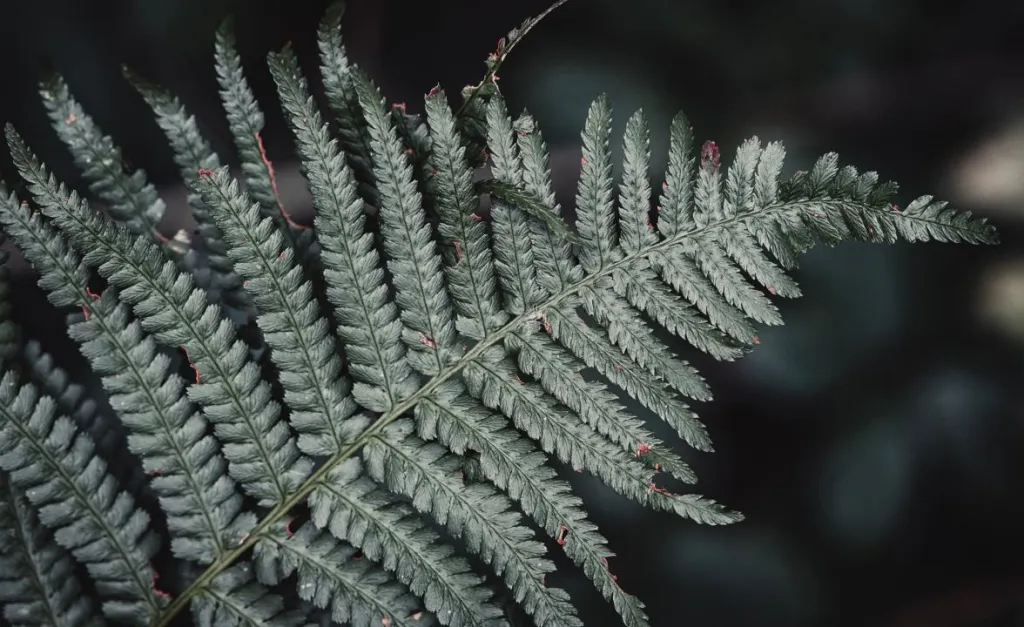 A fern frond in close-up against a dark forest floor
