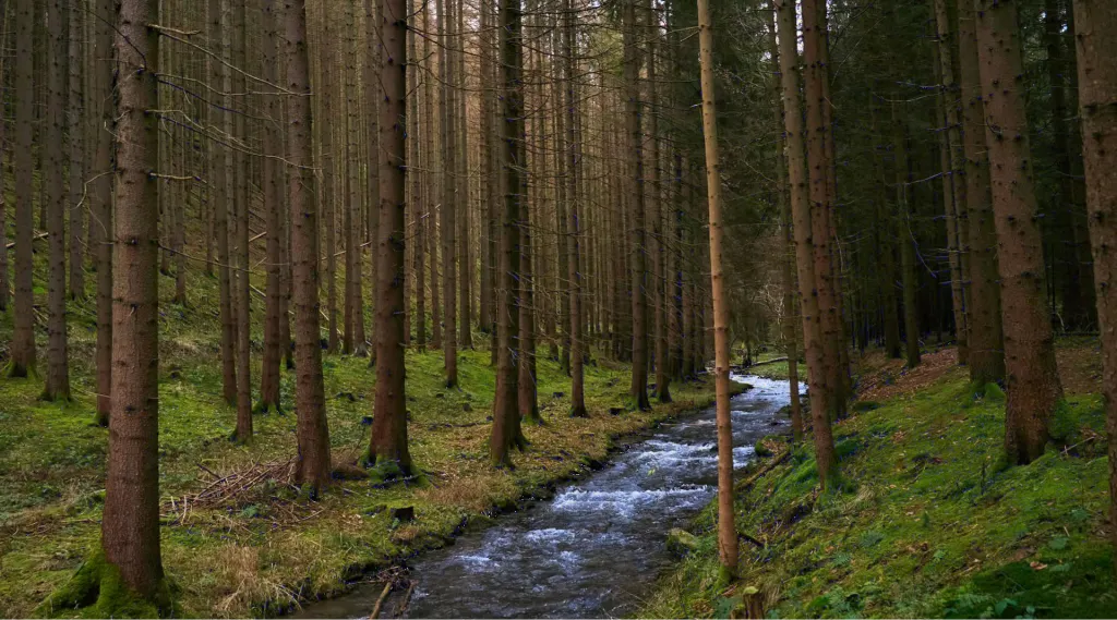 Forest stream, Germany