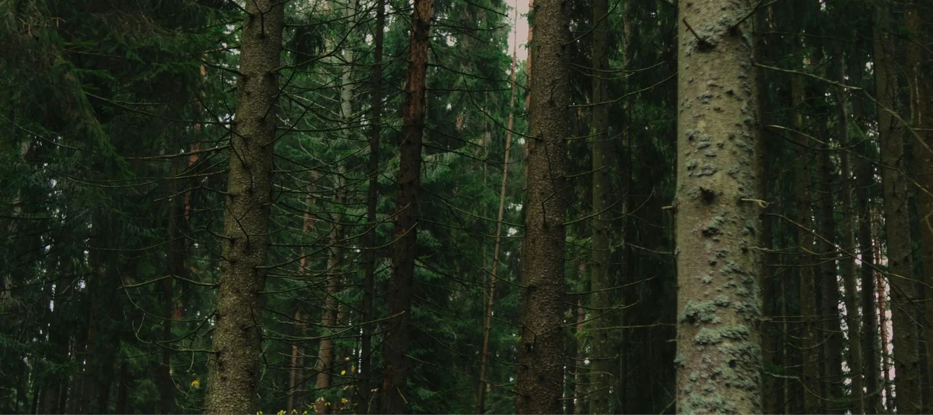 A walker on a forest path