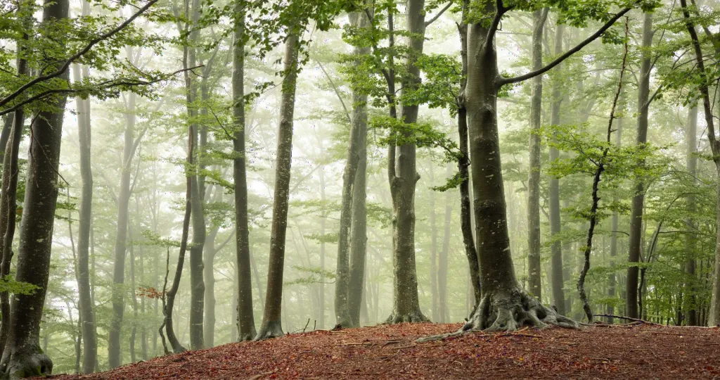 Misty forest, Switzerland
