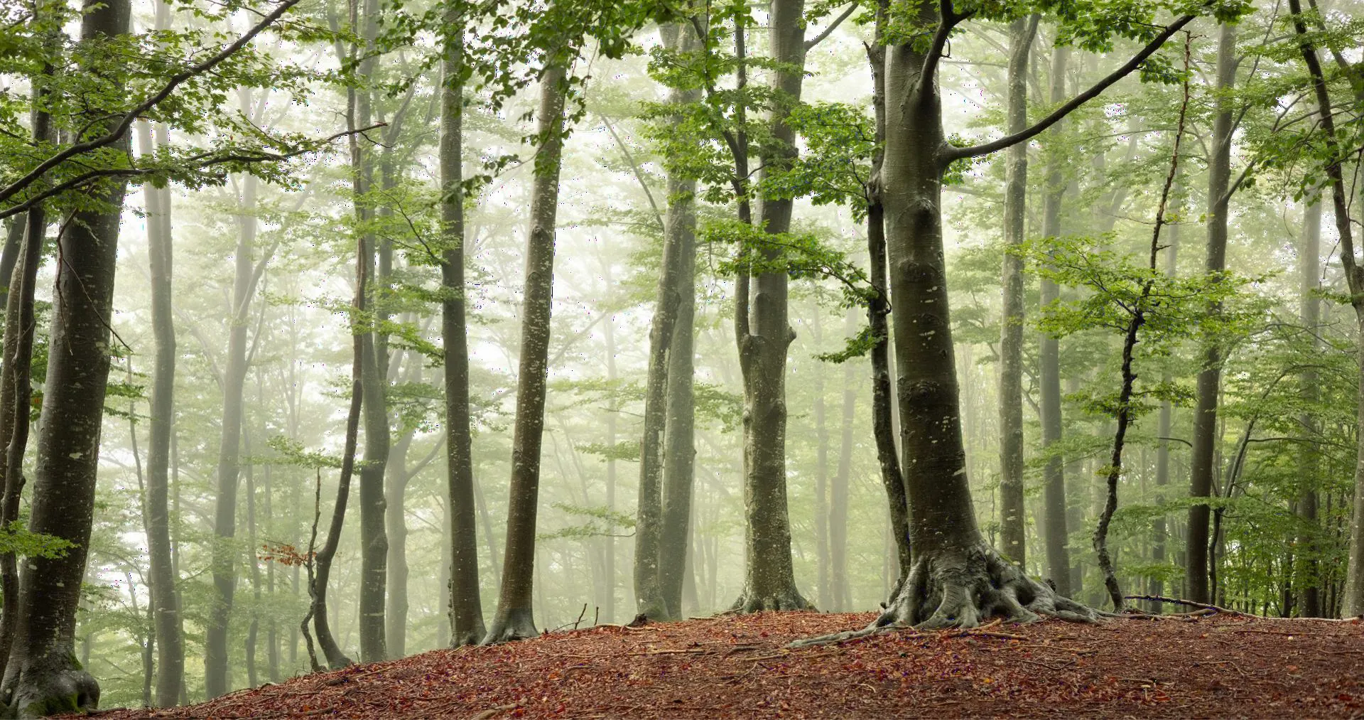 Beech trees in morning mist