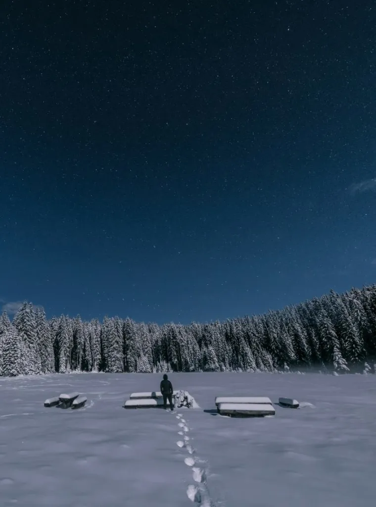Conifer forest at Pokljuka, Slovenia
